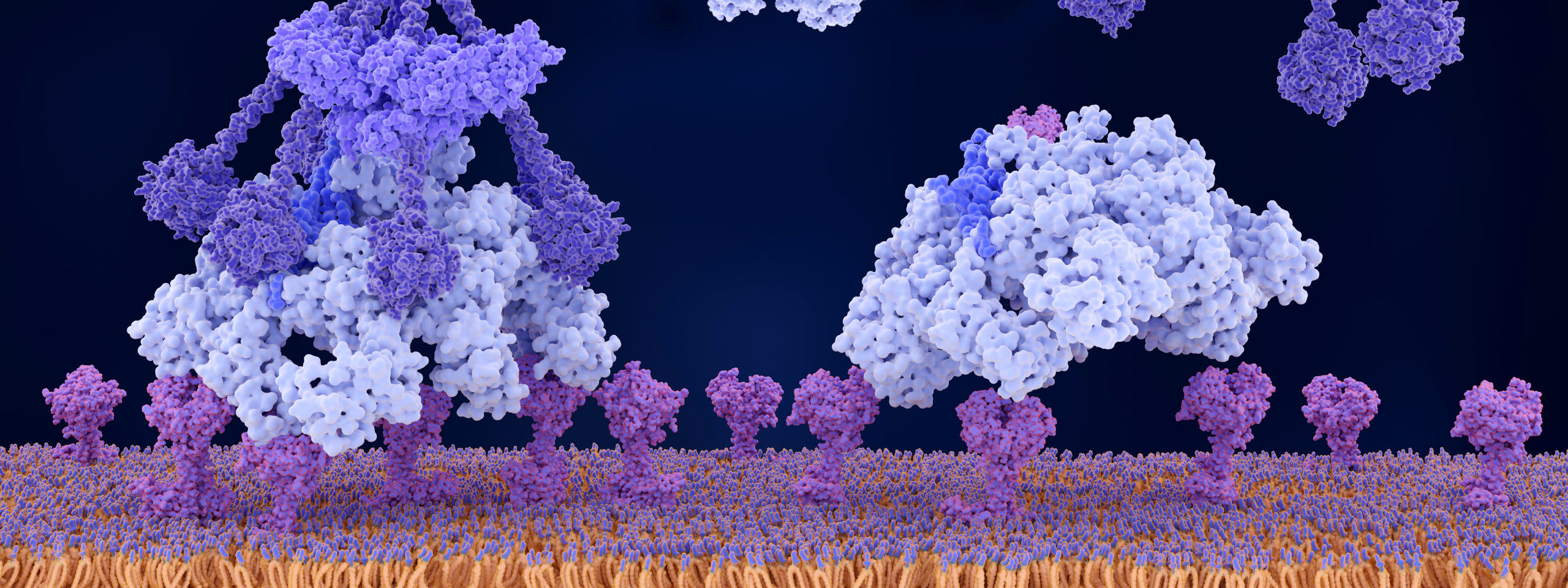 Blog Native vs rec antigen header image
