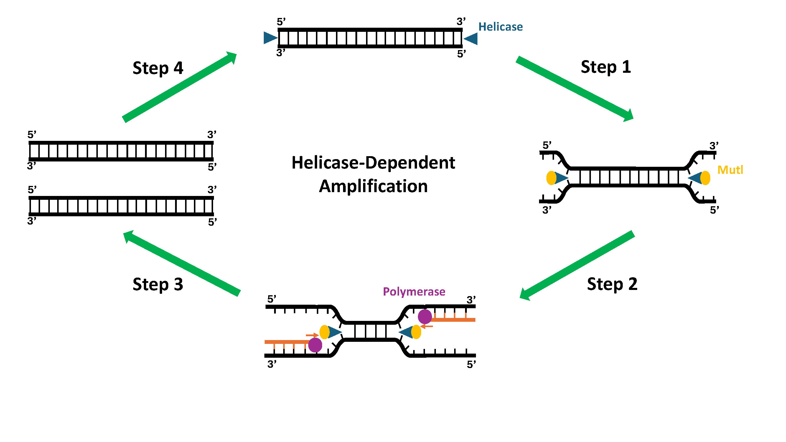 Schematic of helicase-dependent amplification using Helicase, Mutl, DNA polymerase, primers and dNTPs with temperatures up to 37°C.
