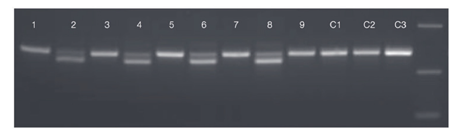 Tissue Extract-PCR Buffers graph