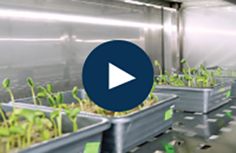 Meridian Plant video