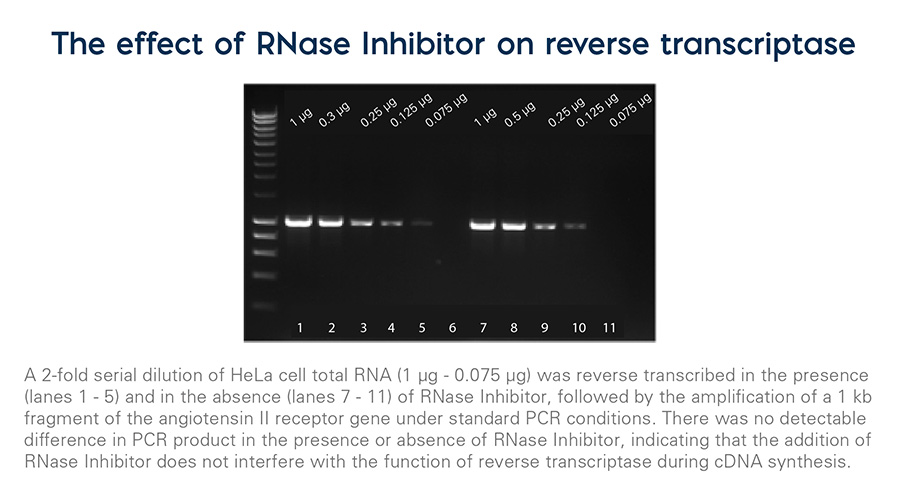 RNase Inhibitor Graph