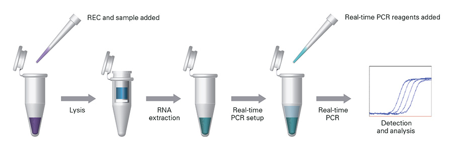 RT-qPCR Extraction Control Red Workflow
