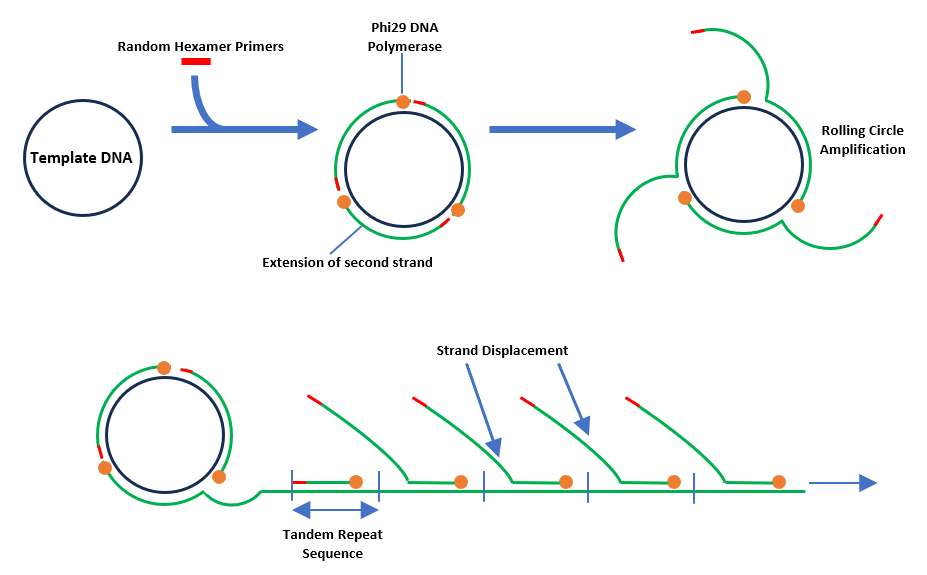 Schematic for rolling circle amplification