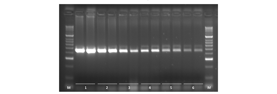 Taq DNA Polymerase graph